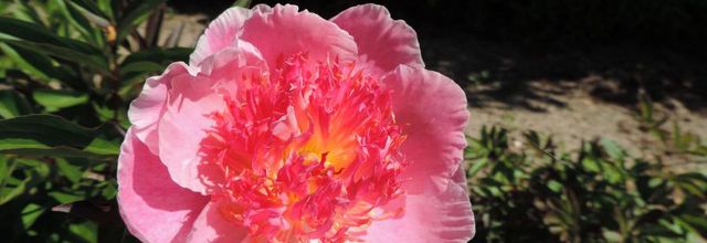 le parc floral de Bordeaux - les pivoines (3)