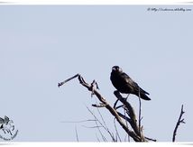 Choucas des tours - Coloeus monedula