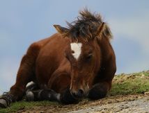 Pottok – Poney Basque