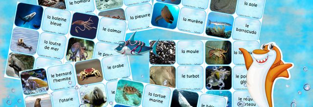 Chass'animaux marins Vendée Globe