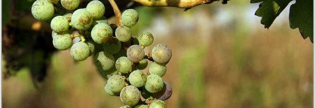 Vigne (1) - Raisin