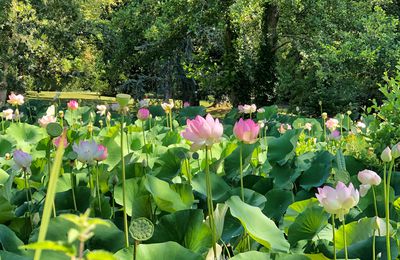 Les lotus de Barbotan-les-Thermes (32)