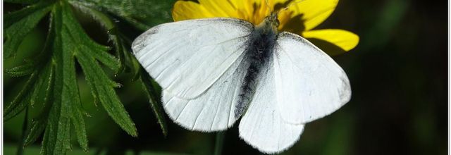Aurore (2) - Anthocharis cardamines
