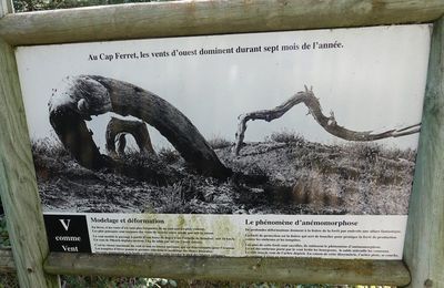 EB - Des pins tortueux au Cap-Ferret...