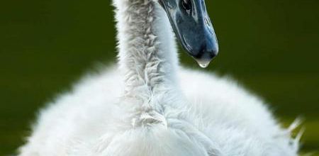 Oiseaux Curieux de nature