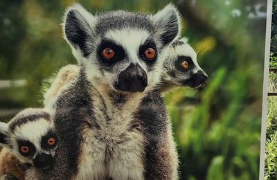 Expo photos au Jardin des Plantes.