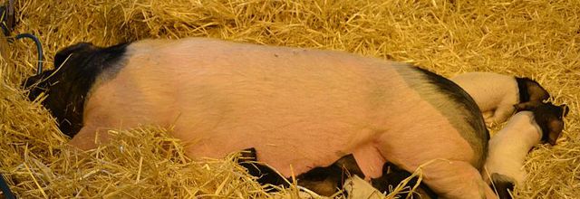 Salon International de l'Agriculture 2015 : Le Porc de race Basque