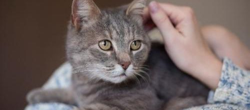 Les chats pourraient  transmettre la maladie d'Alzheimer !!!