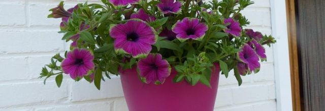 Les fleurs de Maggy