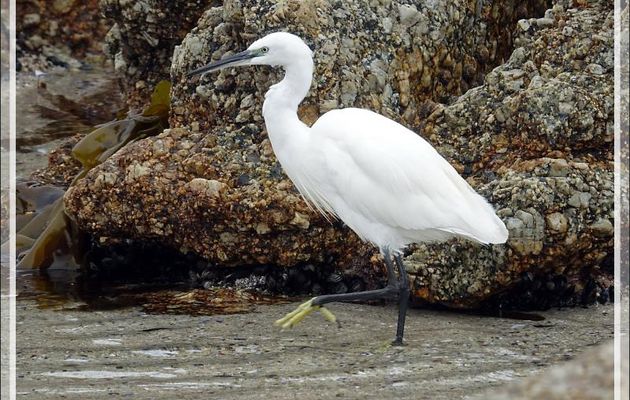 Aigrette des récifs forme blanche, Western Reef Heron (Egretta gularis) - Camps Bay - Cape Town - Afrique du Sud