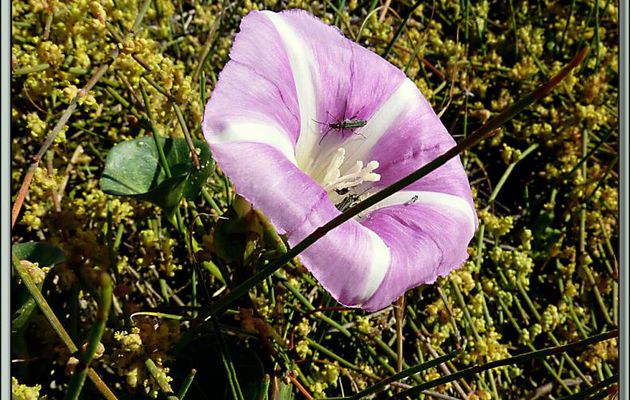 Liseron des dunes ou des sables (Calystegia soldanella) - La Couarde-sur-Mer - Ile de Ré - 17