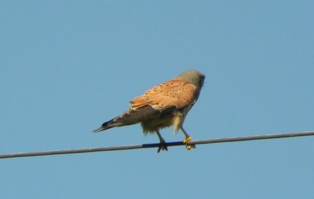 un rapace sur un fil : faucon Crécérelle