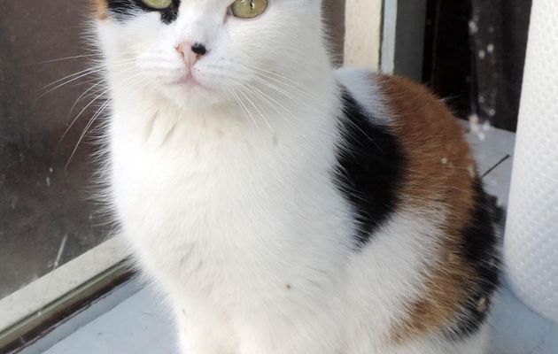 un beau minou 