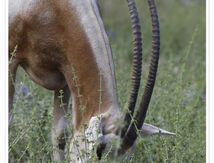 Addax