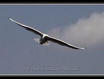 Mouette rieuse - Chroicocephalus ridibundus