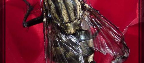 Mouche handicapée, sarcophaga sp