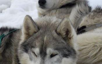 u'wappush et u'chilkoot