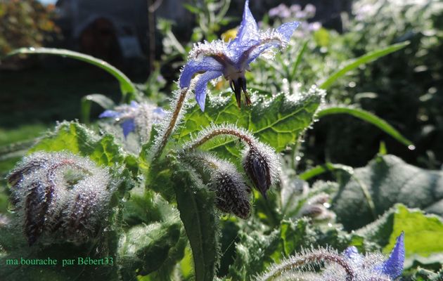 la rosée sur ma bourrache en fleurs