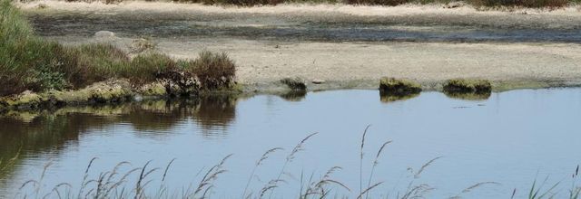 dans le marais de St Georges d'Oléron (17)