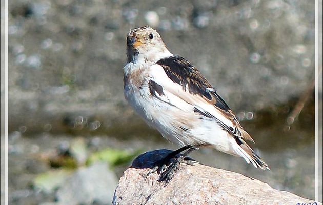 Bruant des neiges, Snow Bunting (Plectrophenax nivalis) - Sisimiut - Groenland