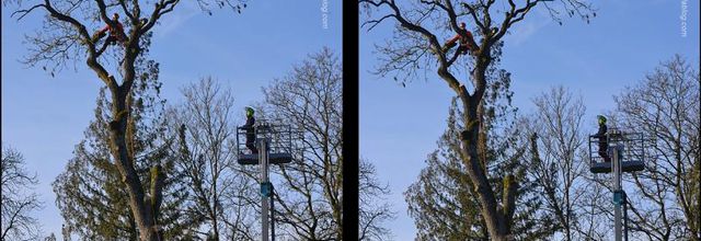 Rambouillet : élagage au Parc du château (2)