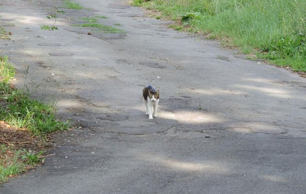 un minou calin