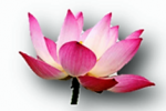 QI GONG / places disponibles