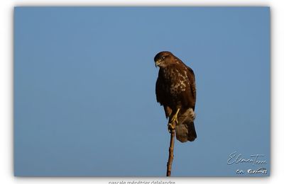 Buse Variable
