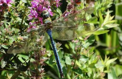 Les jardins d'eau de Carsac-Aillac : la faune...