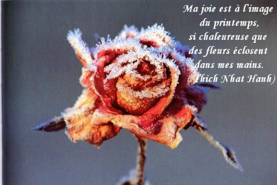 Citations en images : Ma joie