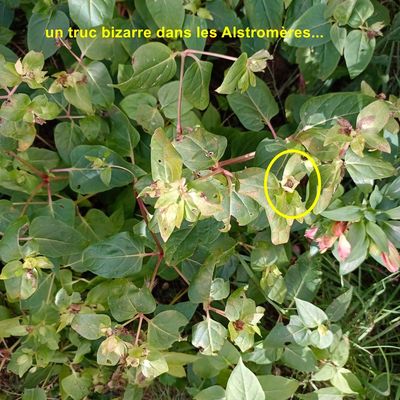 Dans le jardin de novembre