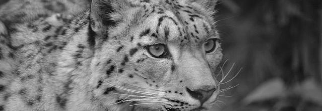 Ménagerie du jardin des Plantes : Esha et Makalu