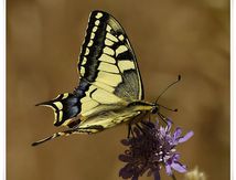 Machaon ou Grand porte-queue (Papilio machaon) - Papilionidae