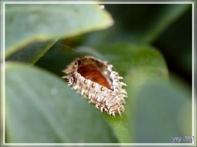 Naissance d'une Coccinelle Chilocorine à virgule (Exochomus quadripustulatus) - Lartigau - Milhas - 31