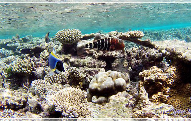 Labre à poitrine rouge ou galame rouge, Redbreast wrasse (Cheilinus fasciatus) femelle - Athuruga - Atoll d'Ari - Maldives