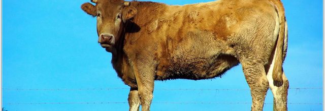 Vache (4)
