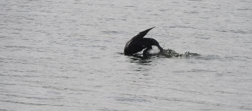 ... cormoran timide, sans doute...