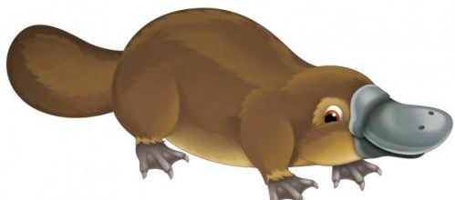Un animal si étrange : l'ornithorynque 