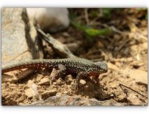 Lézard des murailles - Podarcis muralis  (Laurenti, 1768)
