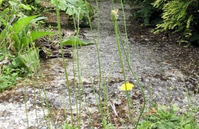 Hypochaeris radicata  -  porcelle enracinée