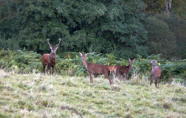 Faune des Pyrénées (Images de mon ancien blog, année 2008)