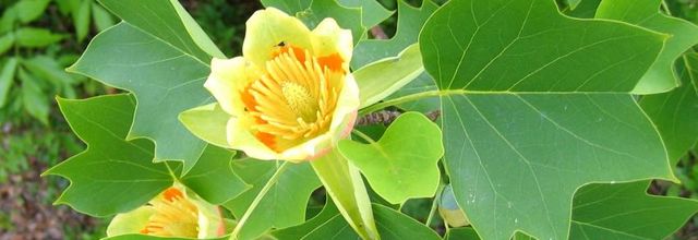  Le tulipier de virginie 