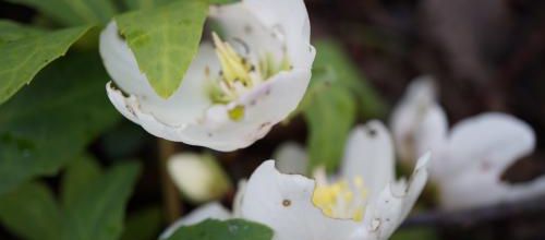 Le Club des Cinq : floraisons de janvier