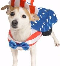 mode fashion dog