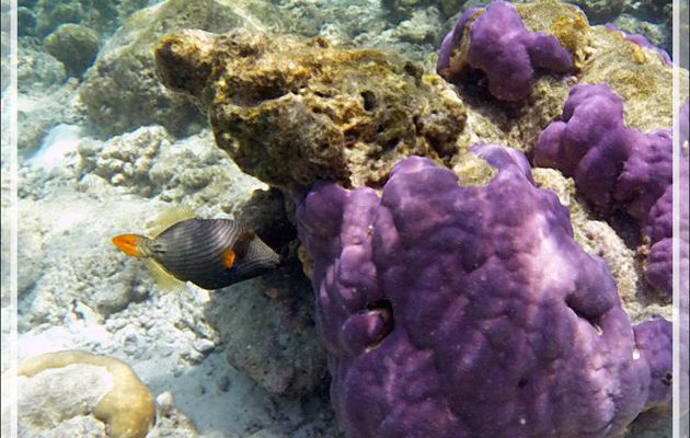 Snorkeling : Corail Montipore noueux violet, Velvet rock coral (Montipora nodosa) et Baliste strié femelle, Orange-lined triggerfish (Balistapus undulatus) - Moofushi - Atoll d'Ari - Maldives