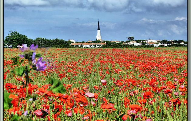 Le champ de blé, les coquelicots et le clocher (Léger traitement HDR) - Ars-en-Ré - Ile de Ré - 17