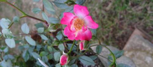 La plus longue floraison de rosiers