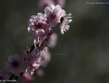Fleurs de Prunus