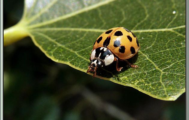 Coccinelle asiatique 19 points (Harmonia axyridis novemdecimsigna) - La Couarde-sur-Mer - Ré - 17
