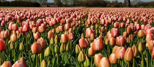 C'est le printemps...les tulipes et la Hollande..